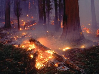 Жара приносит пожары